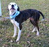 Charlie *HELP** I need a foster home!!