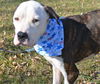 Charlie *HELP** I need a foster home!!