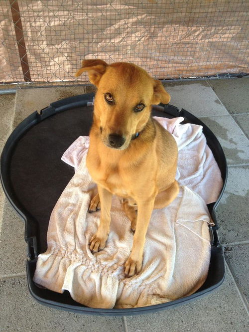 Joey *Great family dog!*