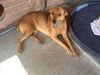 Joey *Great family dog!*