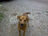 Joey *Great family dog!*