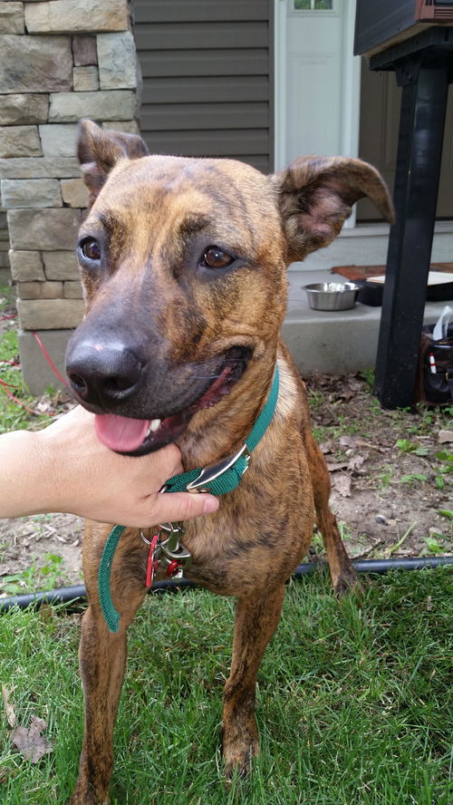 Gypsy ** Great with kids!***