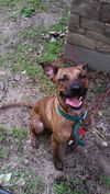 Gypsy ** Great with kids!***