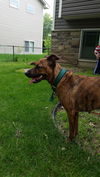 Gypsy ** Great with kids!***
