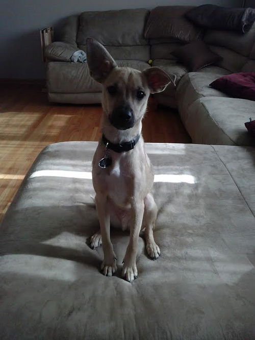 Gus 2