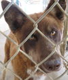 Jake** Helpe, I need a foster home, asap!**