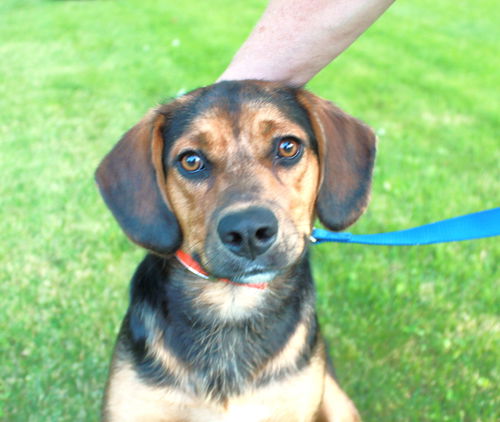 Porter *** I am the sweetest! I would love a home