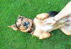 Porter *** I am the sweetest! I would love a home