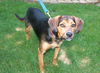 Porter *** I am the sweetest! I would love a home