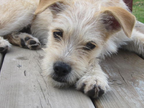 Gracie (formerly Lolly)