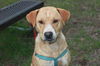 Pebbles ** Help I need a foster to be an inside do