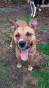 Tigger ** Great family dog! Great playmate for ano