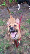 Tigger ** Great family dog! Great playmate for ano