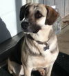 Sheba-2** Help! I need a foster home!**