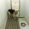 Sheba-2** Help! I need a foster home!**