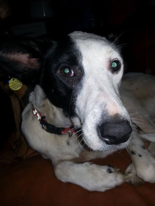 Bella*** Help! I need a foster home!***