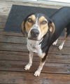 Liam **Great family dog! Would love to be with kid