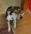 Liam **Great family dog! Would love to be with kid