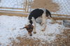 Dexter** Great family dog!** Help I need a foster