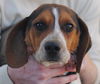 Dexter** Great family dog!** Help I need a foster