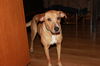 Hannah **Help I need a foster home ASAP!** ** Grea