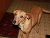 Hannah **Help I need a foster home ASAP!** ** Grea