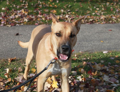 Piper-I am a great playmate for another active dog