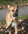 Piper-I am a great playmate for another active dog