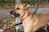 Piper-I am a great playmate for another active dog