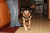 Shep ** Perfect Family Dog!**