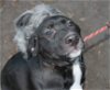 Abby** Super sweet pup!!** Looking for fun, active
