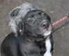 Abby** Super sweet pup!!** Looking for fun, active