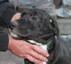 Abby** Super sweet pup!!** Looking for fun, active