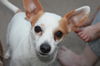 Neo ** Little Chihuaha, great with other dogs**