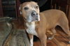 Scarlett-Help! **I need a foster home!**