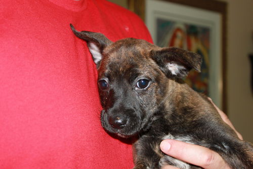 Poppy**Urgent need for foster home** Special needs