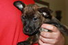 Poppy**Urgent need for foster home** Special needs