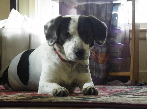 Rena **Great Family Dog!**