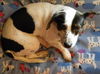Rena **Great Family Dog!**