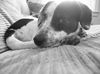 Rena **Great Family Dog!**