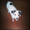 Poppie