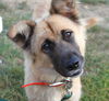 Liam * I need a foster home!*