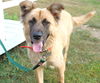 Liam * I need a foster home!*