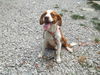 Tango *Great Family Dog!*