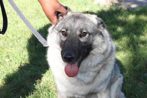 Meeko