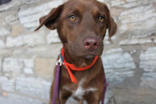Jessie **Great Family Dog!**