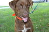 Jessie **Great Family Dog!**