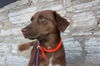 Jessie **Great Family Dog!**