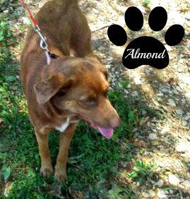 Almond **I need a foster home please!**