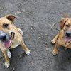 Josie if interested please contact Tara at fochtta